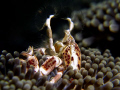   Anemone crab catching plankton spider style. Night dive Brunei. style Brunei  
